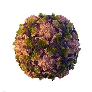 صورة توضيحية لفيروس شلل الأطفال