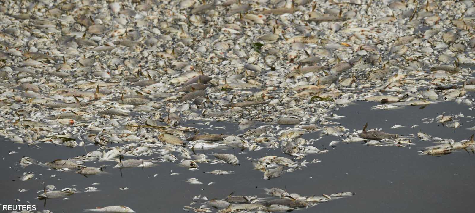 أكثر من 5 آلاف طن من الأسماك نفقت في نهر أودر