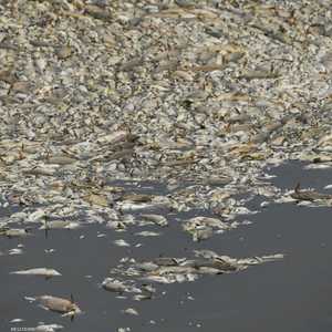 أكثر من 5 آلاف طن من الأسماك نفقت في نهر أودر