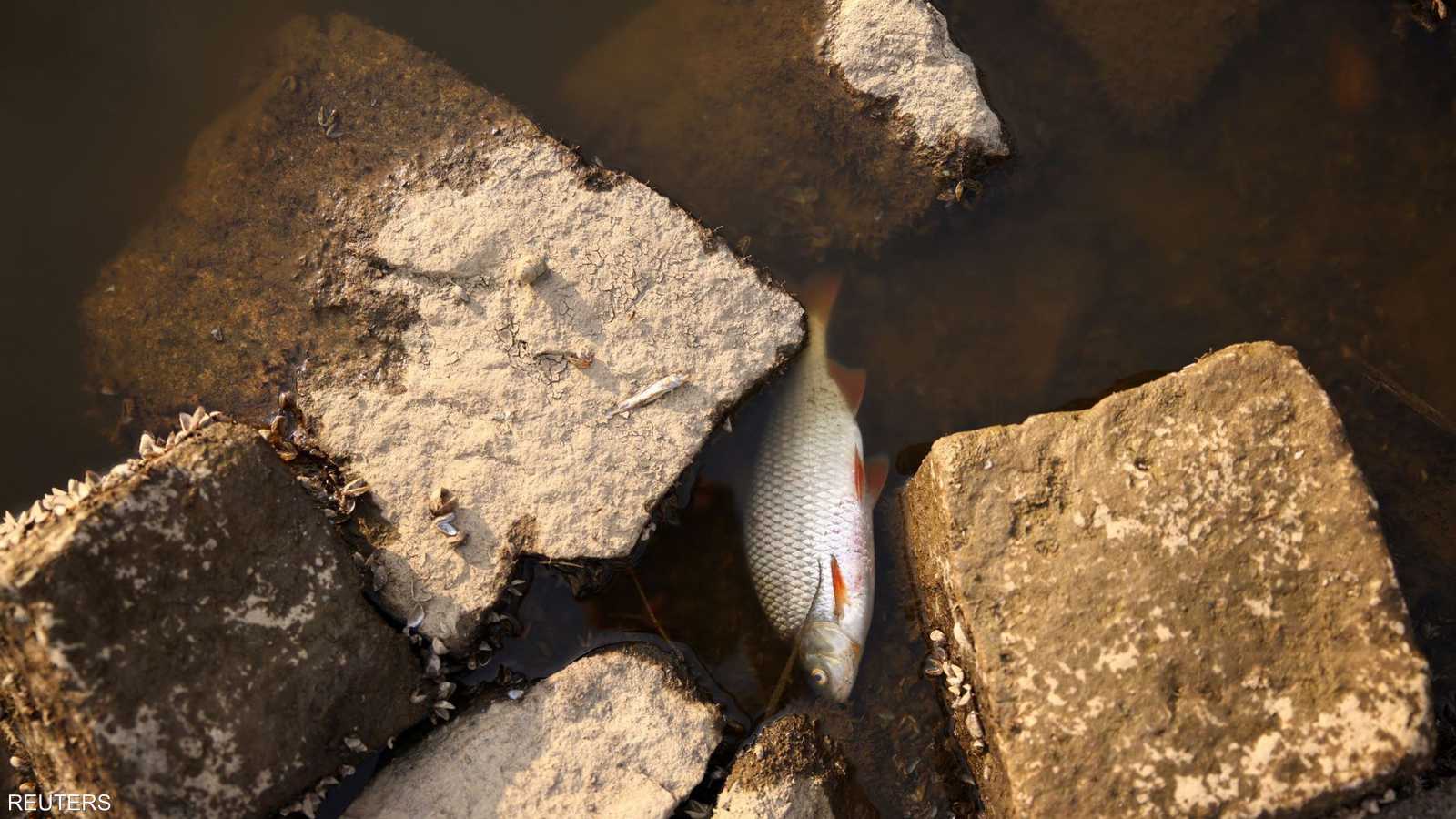 يعتقد أن التلوث أدى إلى الموت الجماعي للأسماك