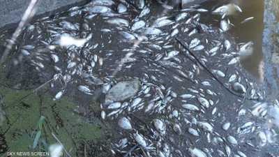 نفوق أطنان من الأسماك في نهر أودر