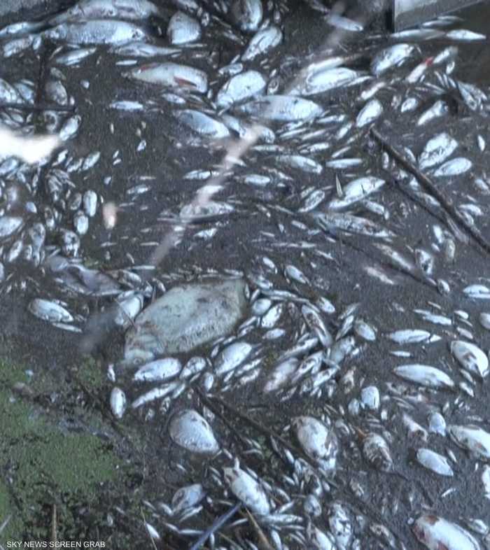 نفوق أطنان من الأسماك في نهر أودر