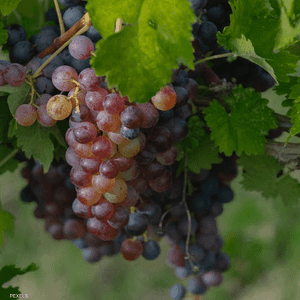 العنب يقلل خطر الإصابة بأمراض الكبد