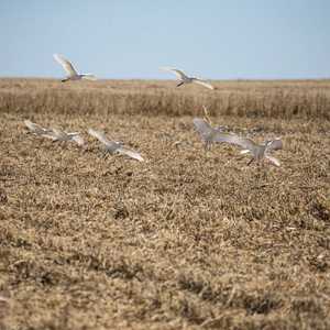 تتعرض الطيور المهاجرة بإفريقيا للتهديد بسبب تغير أنماط الطقس