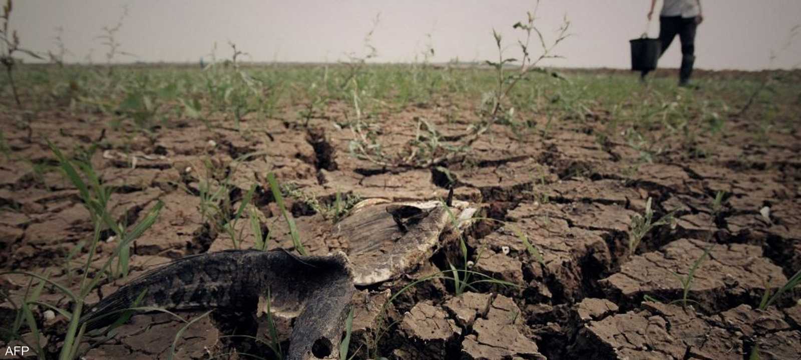 الجفاف تسبب بتلف قسم من المحاصيل في الصين.. أرشيفية
