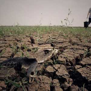 الجفاف تسبب بتلف قسم من المحاصيل في الصين.. أرشيفية