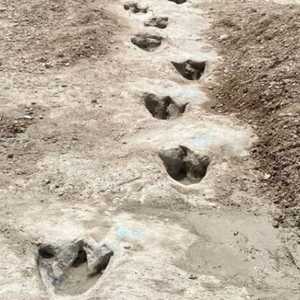 آثار ديناصور تعود لـ113 مليون سنة