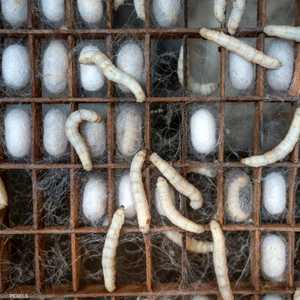 ديدان القز - أرشيفية