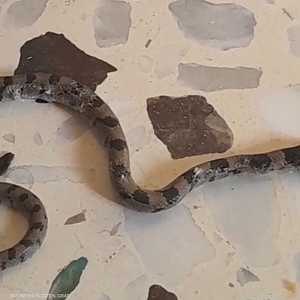 الأفاعي تظهر في منزل رضوان بفصلي الربيع والصيف