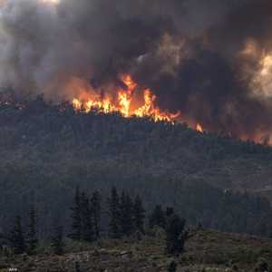 حرائق الغابات تحصد آلاف الهكتارات من المساحات الغابوية