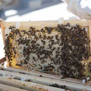 النحل يعزز من الثروة الزراعية حيثما وجد