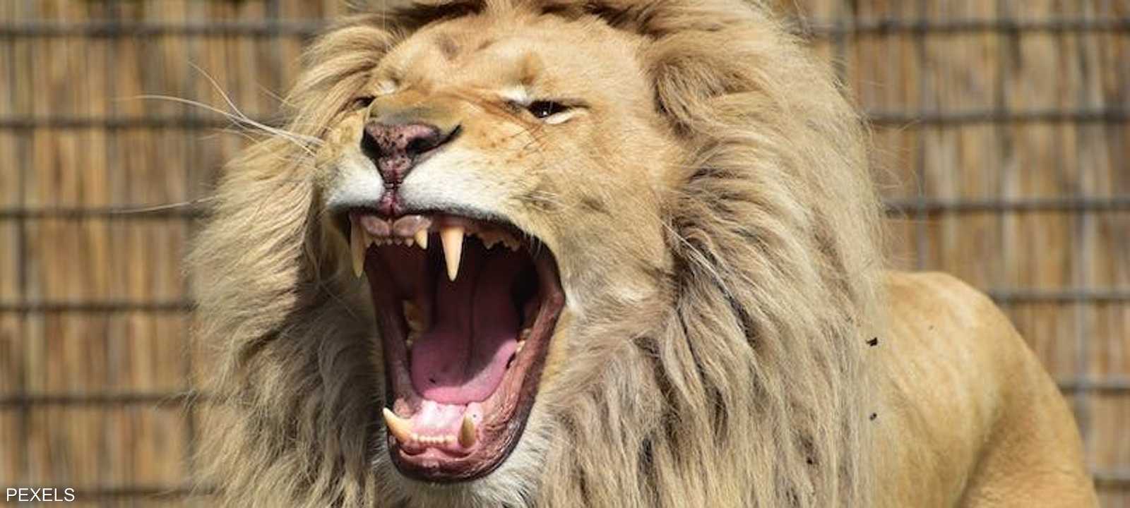 الرجل تسلق سياج الحديقة بهدف سرقة الشبل الصغير