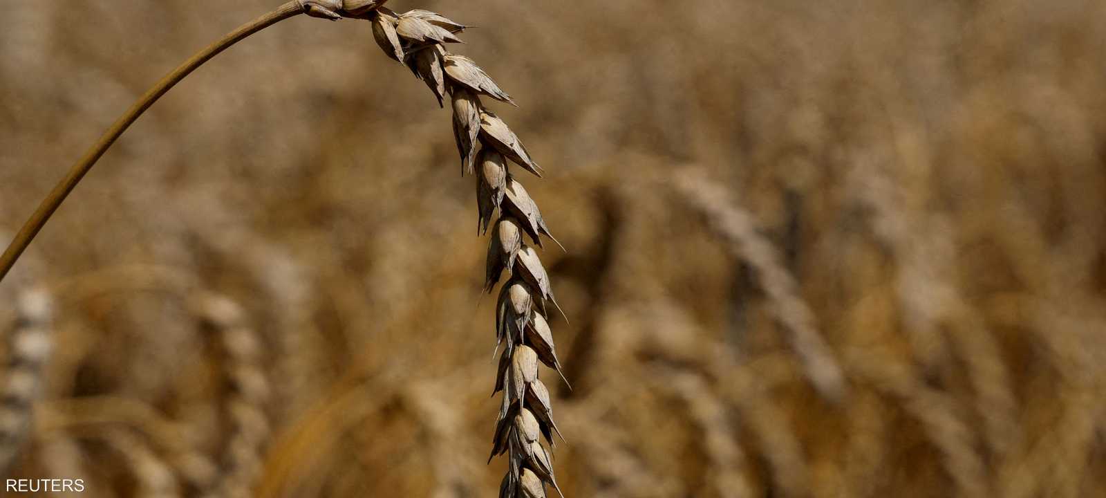 الحرب في أوكرانيا أثرت بشدة على إمدادات الحبوب عالميا
