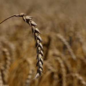 "سلاح الحبوب".. يهدد العالم بخطر المجاعة