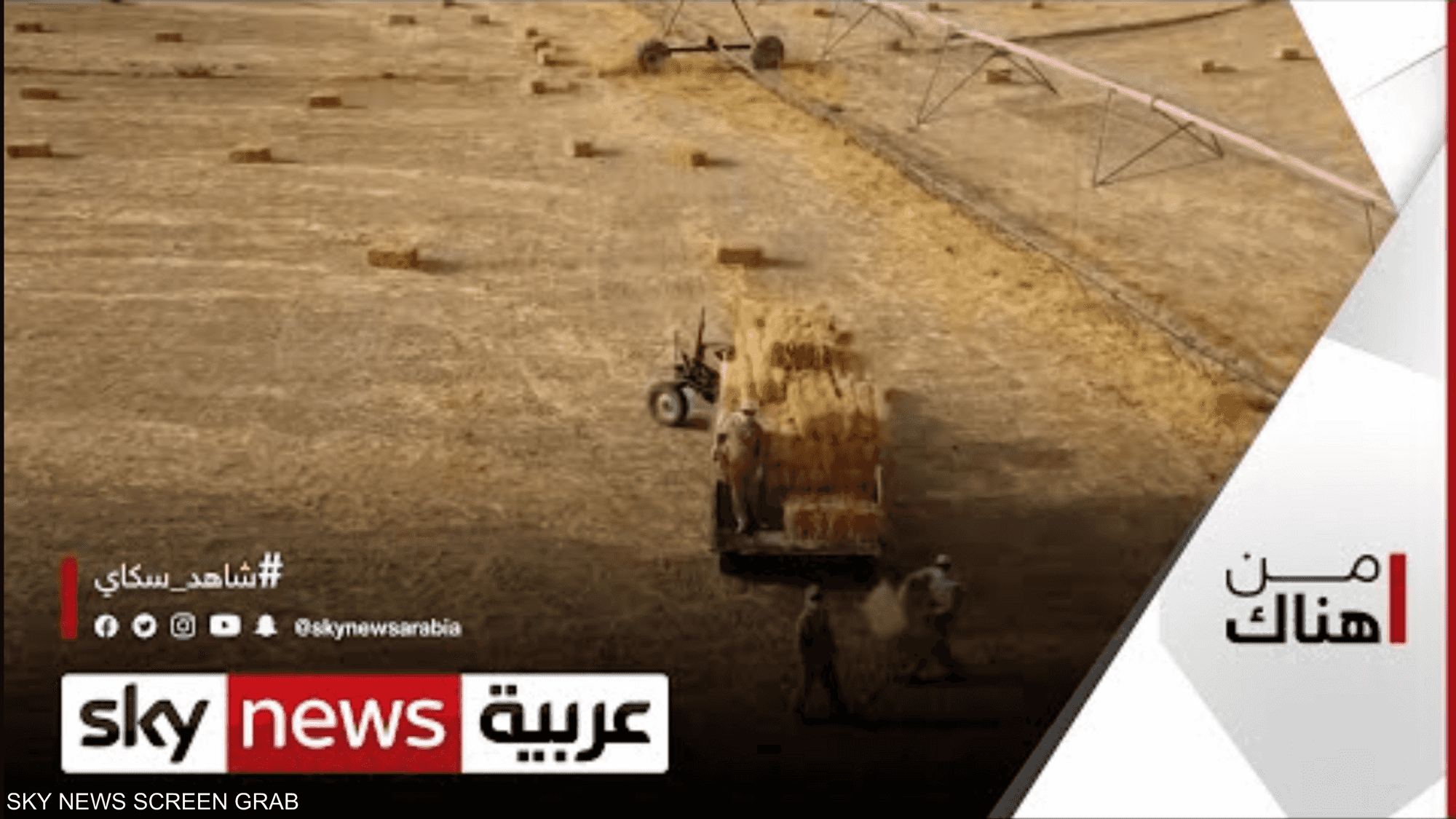 زراعة القمح في الكويت..وقصة تجربة رائدة وتحديات