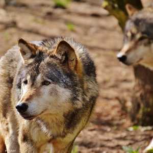 شح المياه تسبب باقتراب الحيوانات المفترسة من القرى