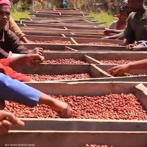 القهوة الإثيوبية تسجل معدلات قياسية في الإنتاج