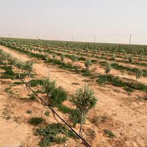 المشروع أقيم في الأراضي الصحراوية القاحلة جنوب زليتن