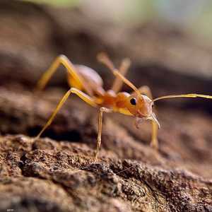 وجود ما لا يقل عن 20 مليون مليار نملة على كوكب الأرض