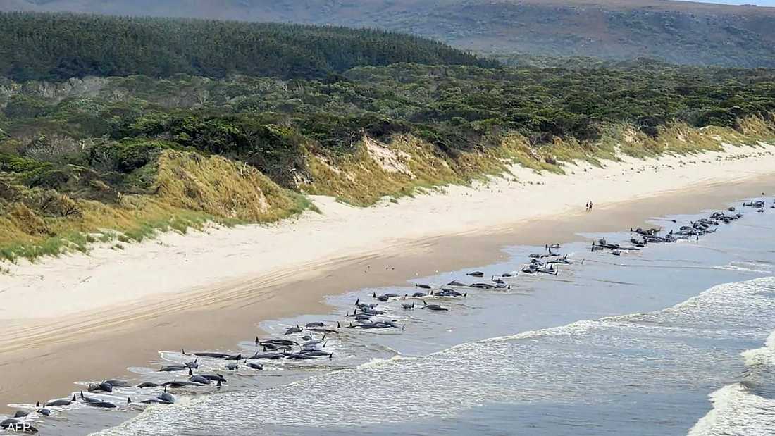 جنوح جماعي للحيتان الطيارة على شواطئ أستراليا