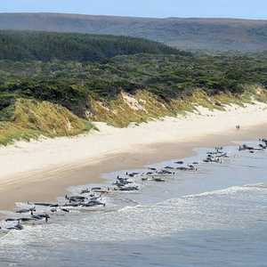 جنوح جماعي للحيتان الطيارة على شواطئ أستراليا