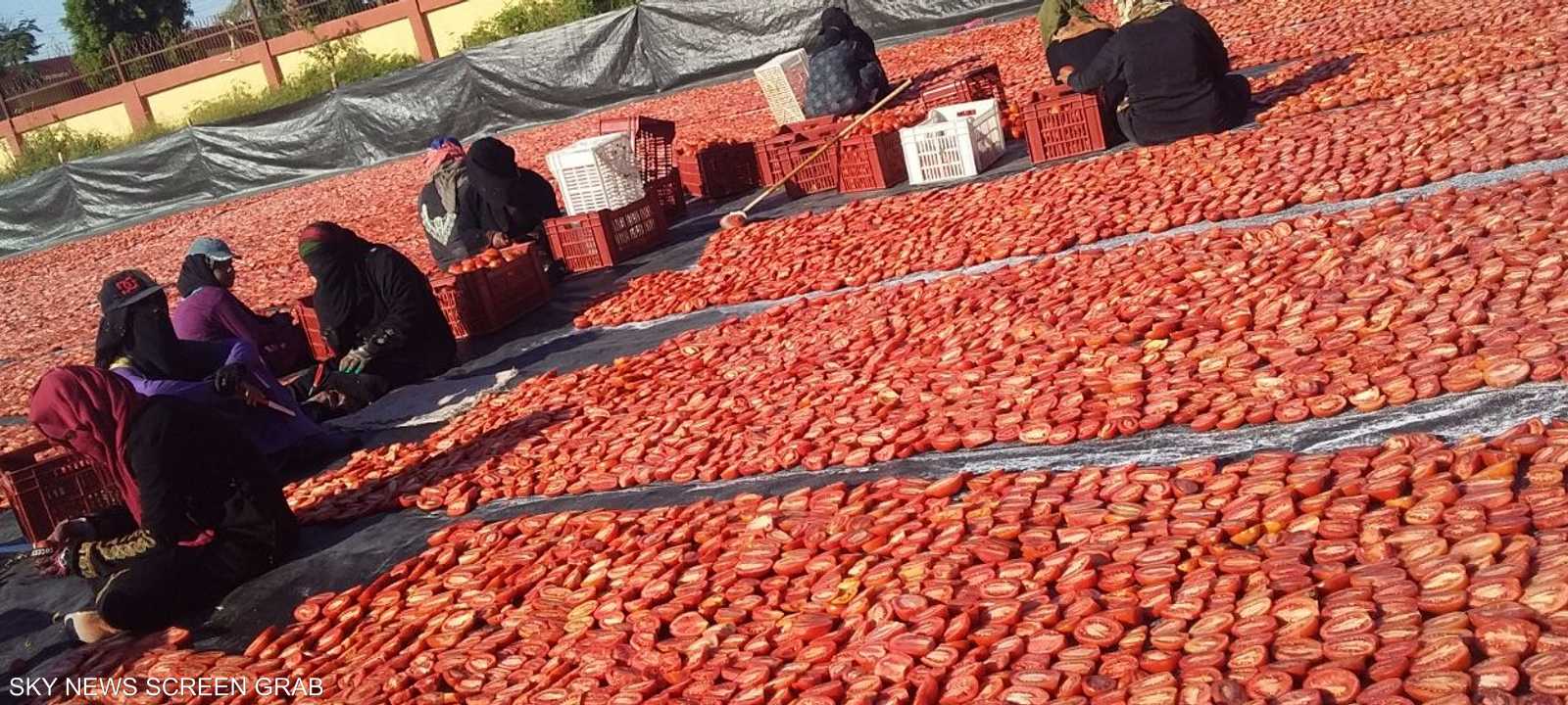 لا يرتبط تجفيف الطماطم بوقت بعينه، ولكن يمتد على مدار العام