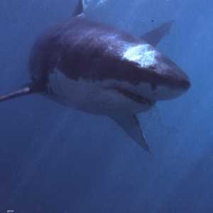 سمكة قرش بيضاء كبيرة