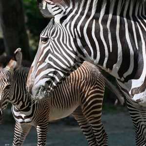 الحمار الوحشي الذي ينفق في كينيا من نوع نادر