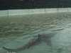 رصدت سمكة القرش في إحدى شوارع مدينة فورت مايرز