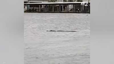 بالفيديو.. إعصار "إيان" يخرج تمساحا إلى شوارع فلوريدا