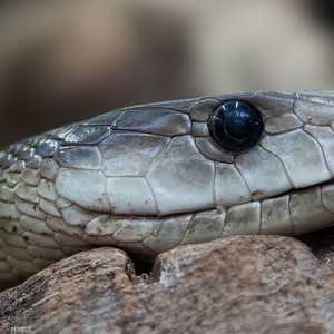 أفعى المامبا القاتلة