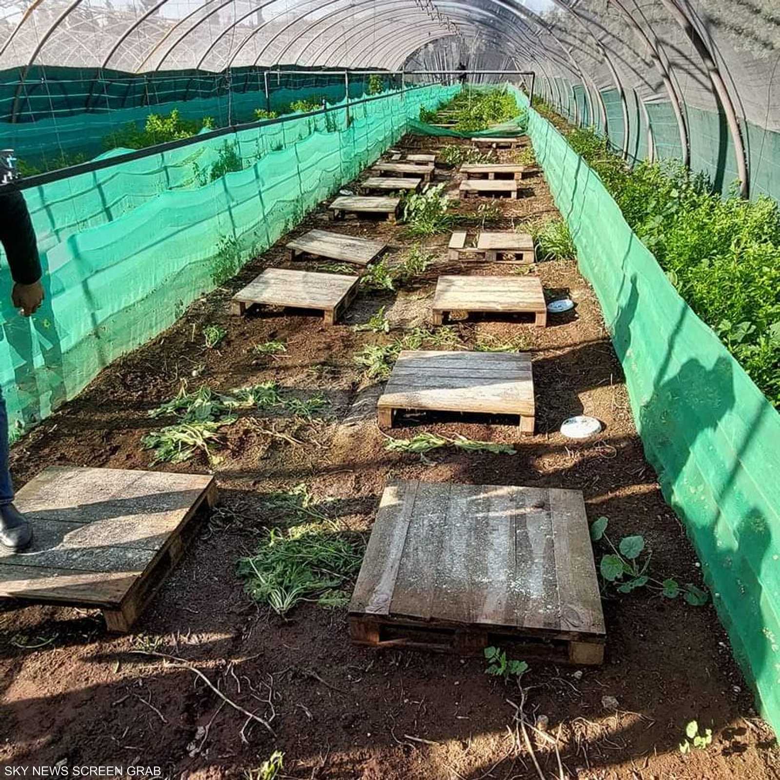 هناك ثلاث طرق لتربية الحلزون عبر العالم