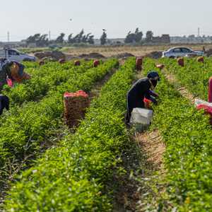 أرض زراعية بمحافظة بني سويف المصرية