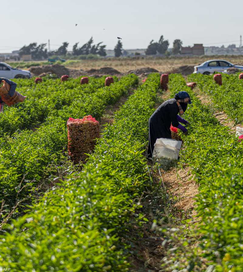 يتصاعد الاهتمام بالزراعة في مصر
