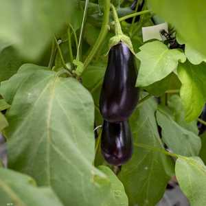 قشر الباذنجان.. فوائد طبية عديدة