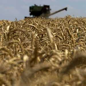 القمح الأوكراني