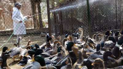 أقفاص البط في حديقة حيوان الجيزة - مصر