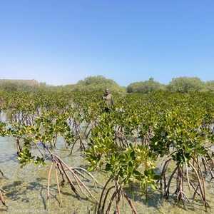 هذا النبات يعد من الكنوز