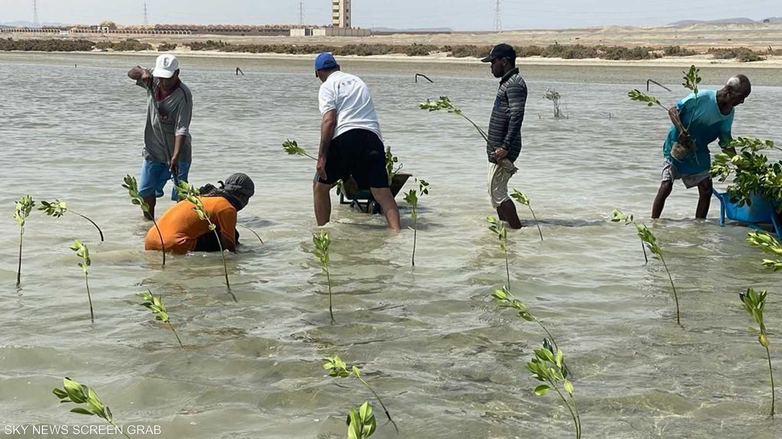 المانغروف يستطيع امتصاص غازات الاحتبابس الحراري