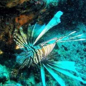 سمكة الأسد رصدت مؤخرا في المياه الليبية