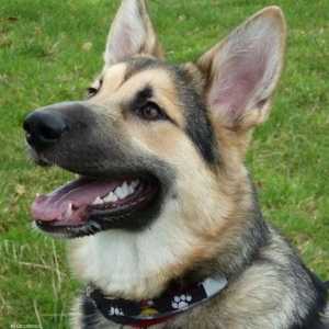 قالت المنظمة الخيرية إن الكلب دافع عن صاحبته. أرشيف