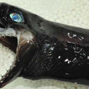 القرش الأسود