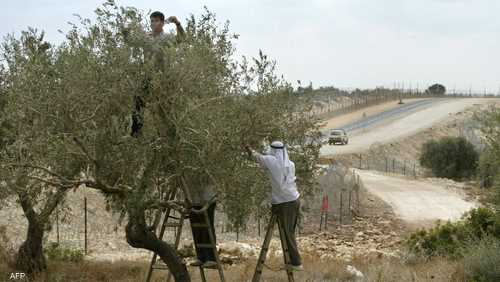 أشجار الزيتون في فلسطين