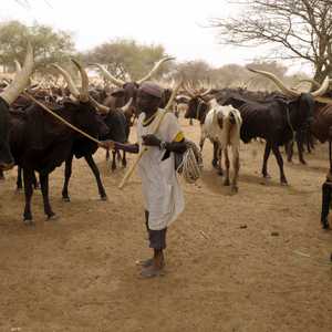 تشهد الدول الخمس صراعات على أماكن المراعي.