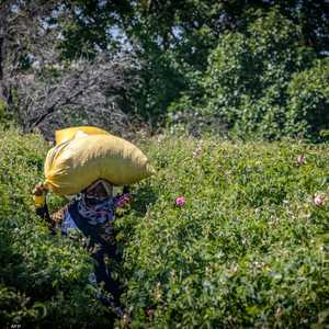 الزراعة ركن مهم من أركان الاقتصاد المغربي