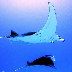 مانتا راي هو اسم فصيلة من الأسماك المهددة بالانقراض