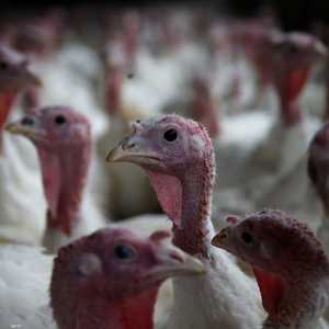 أرشيفية لمزرعة خاصة بتربية طيور الديك الرومي