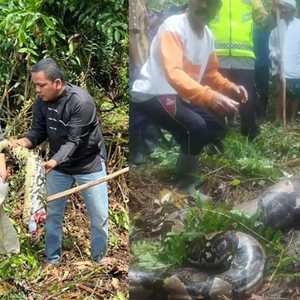 ابتلع الثعبان الذي يبلغ طوله 22 قدما الجدة