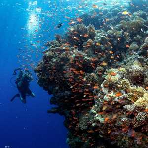 غواص في أعماء المياه في منطقة راس محمد