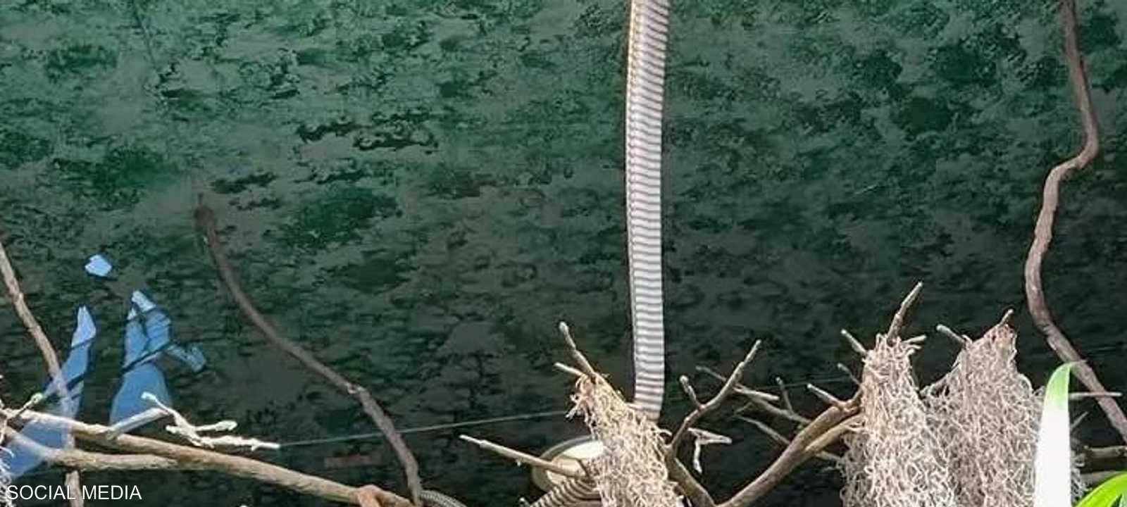 الكوبرا فر من فتحة صغيرة بجوار المصباح